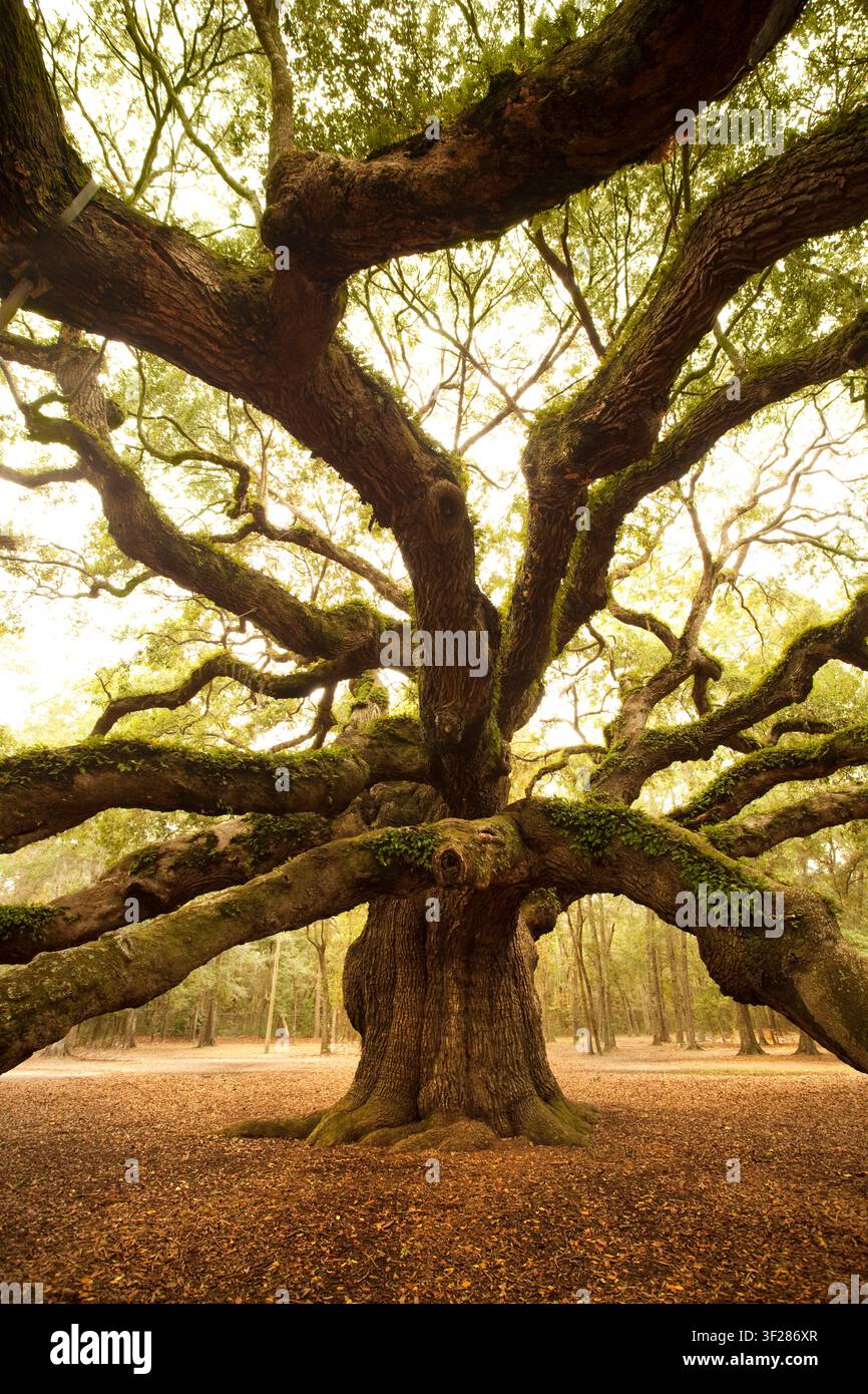 Majestic old oak tree with sprawling branches Stock Photo