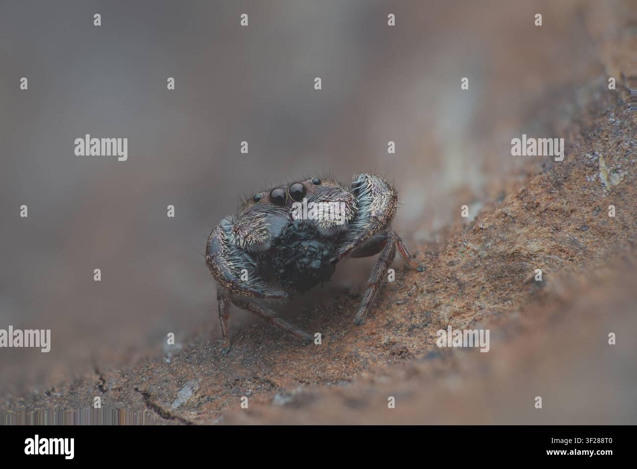 Detailed macro close-up of ajumping spider Stock Photo