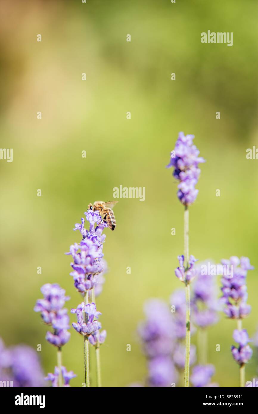 Bee Perched on Lavender Stem Closeup Stock Photo