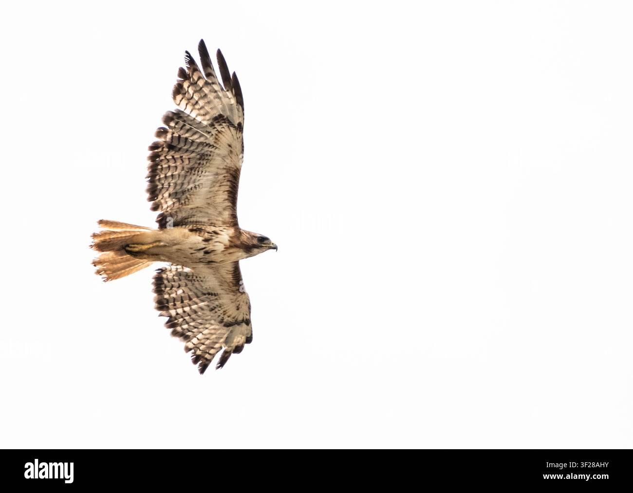 Red tailed hawk soaring against a white sky Stock Photo