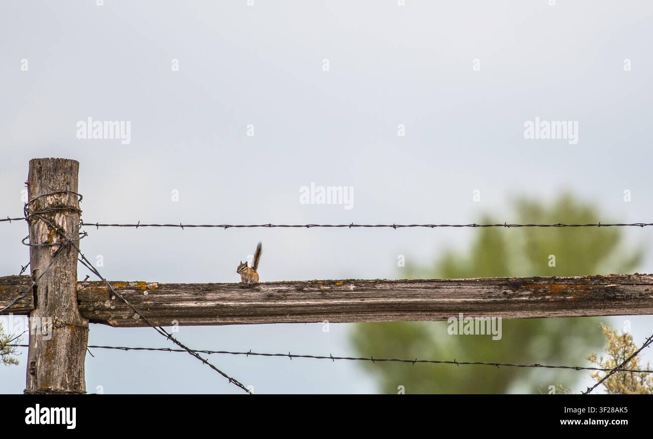 A tiny chipmunk sits on a rustic wooden fence Stock Photo