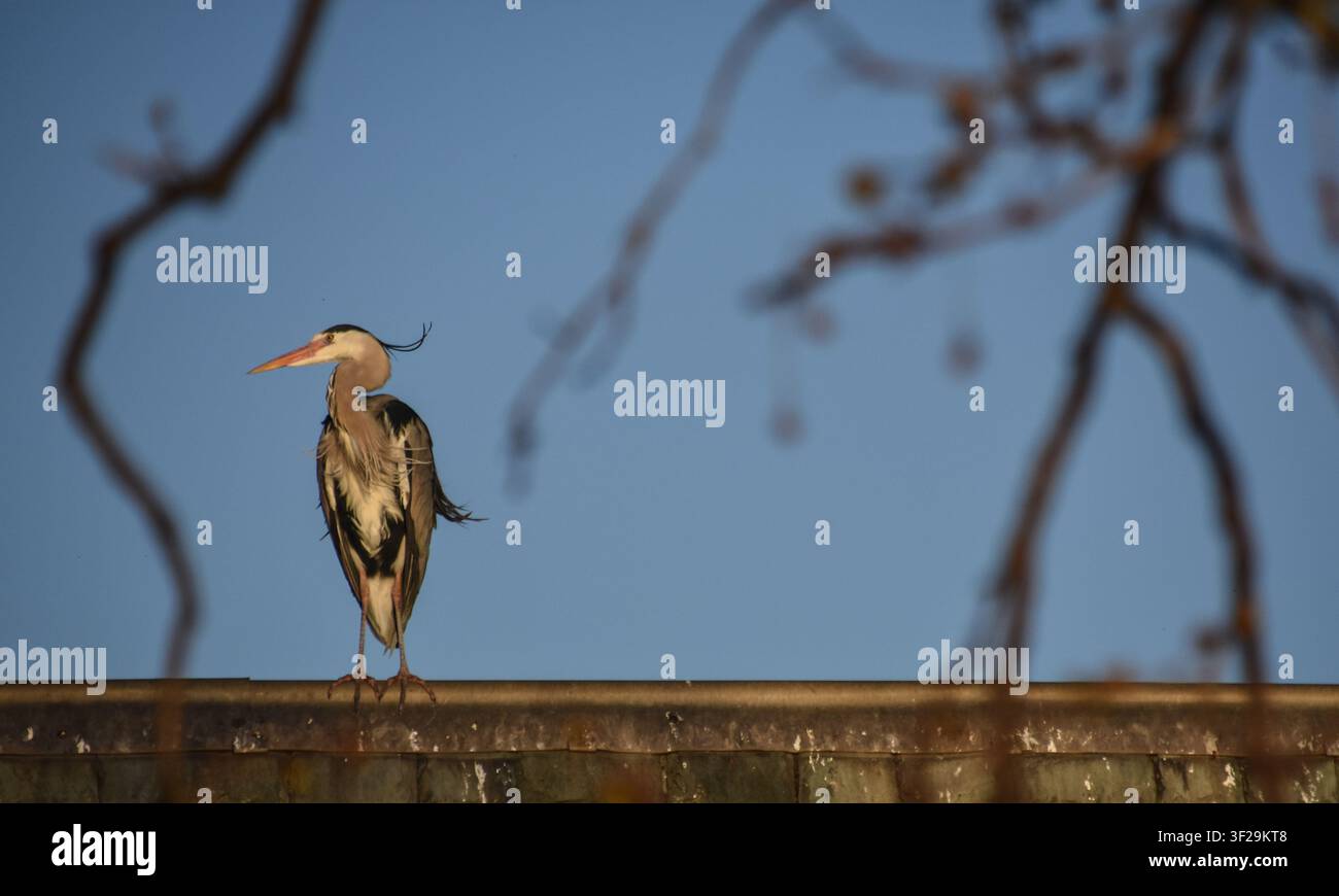 Grey heron standing on a roof Stock Photo