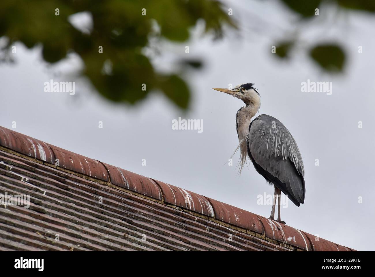 Grey heron on roof Stock Photo