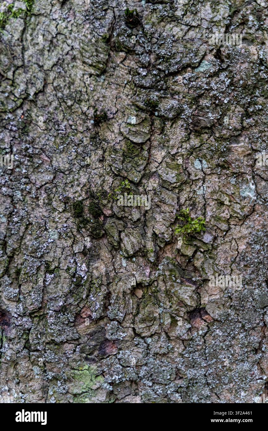 Close-up of rough tree bark featuring detailed natural texture with patches of green moss and lichen Stock Photo