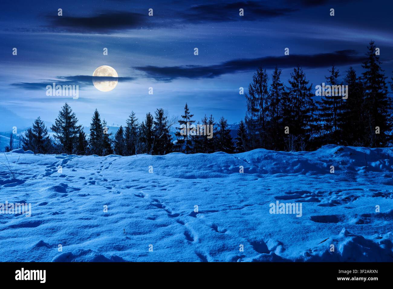 carpathian mountain landscape in winter at night. full moon over spruce forest on the snow covered hill. mountain scenery of ukraine on a cold weather Stock Photo