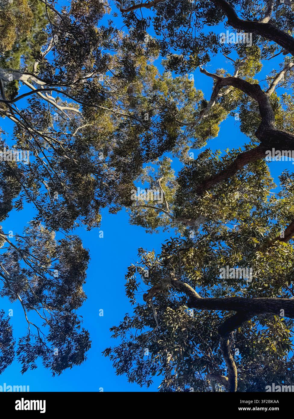 Tree Canopy Against Blue Sky Stock Photo
