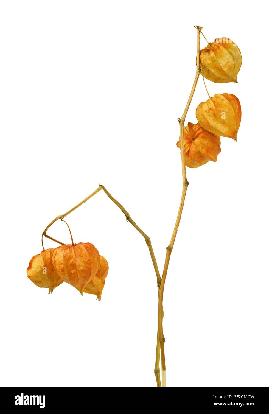 Twigs with dry orange physalis isolated on white Stock Photo