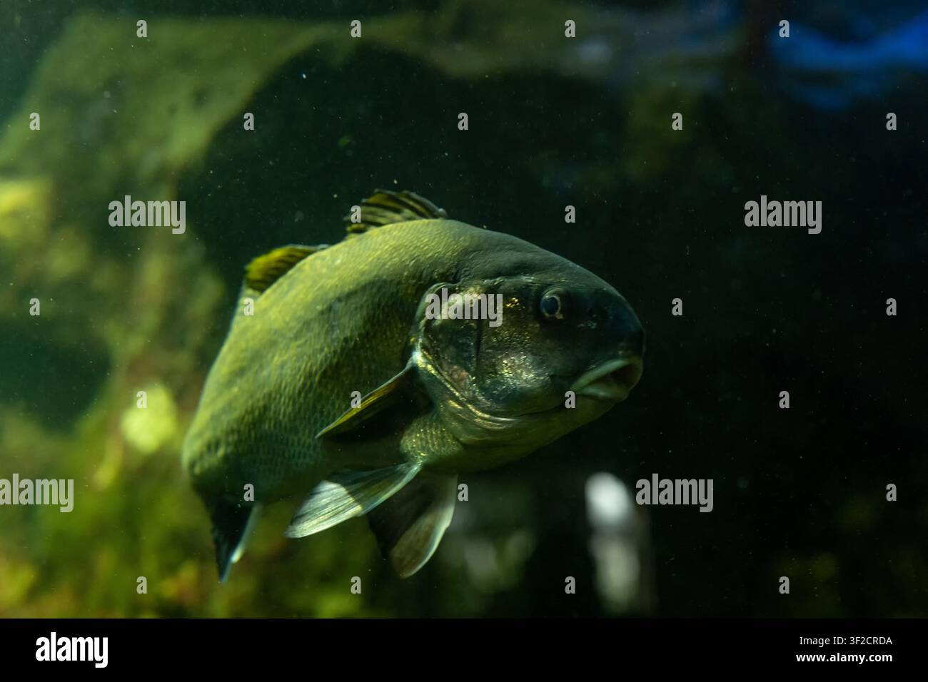 Large Dark Freshwater Fish Swimming Slowly Through a Green Aquarium. Stock Photo