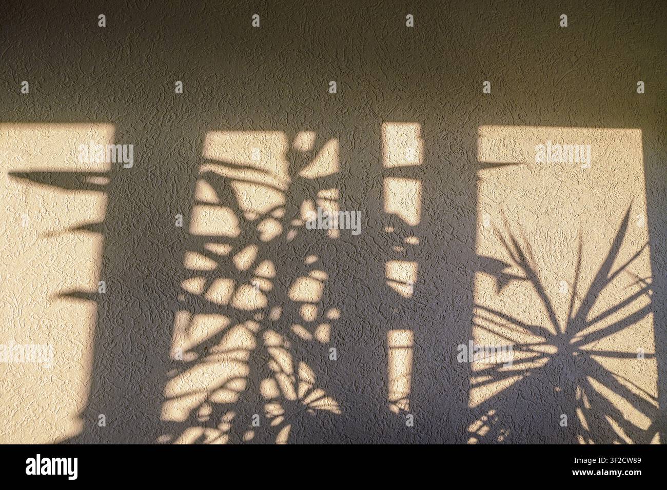 Leaf shadows on wall, light from window. Background, copy space Stock Photo