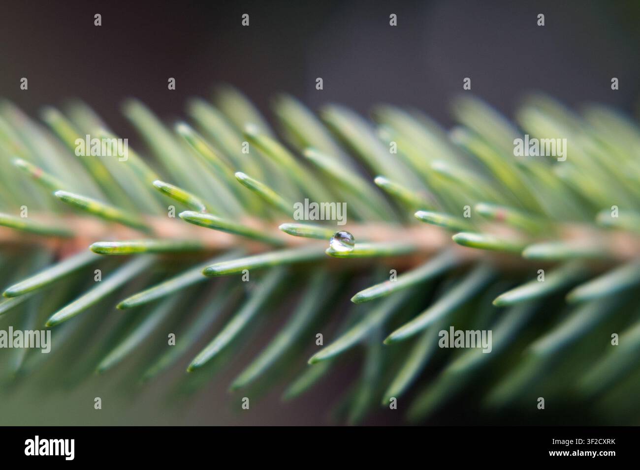 Spruce branch with a water droplet on the needles. Stock Photo