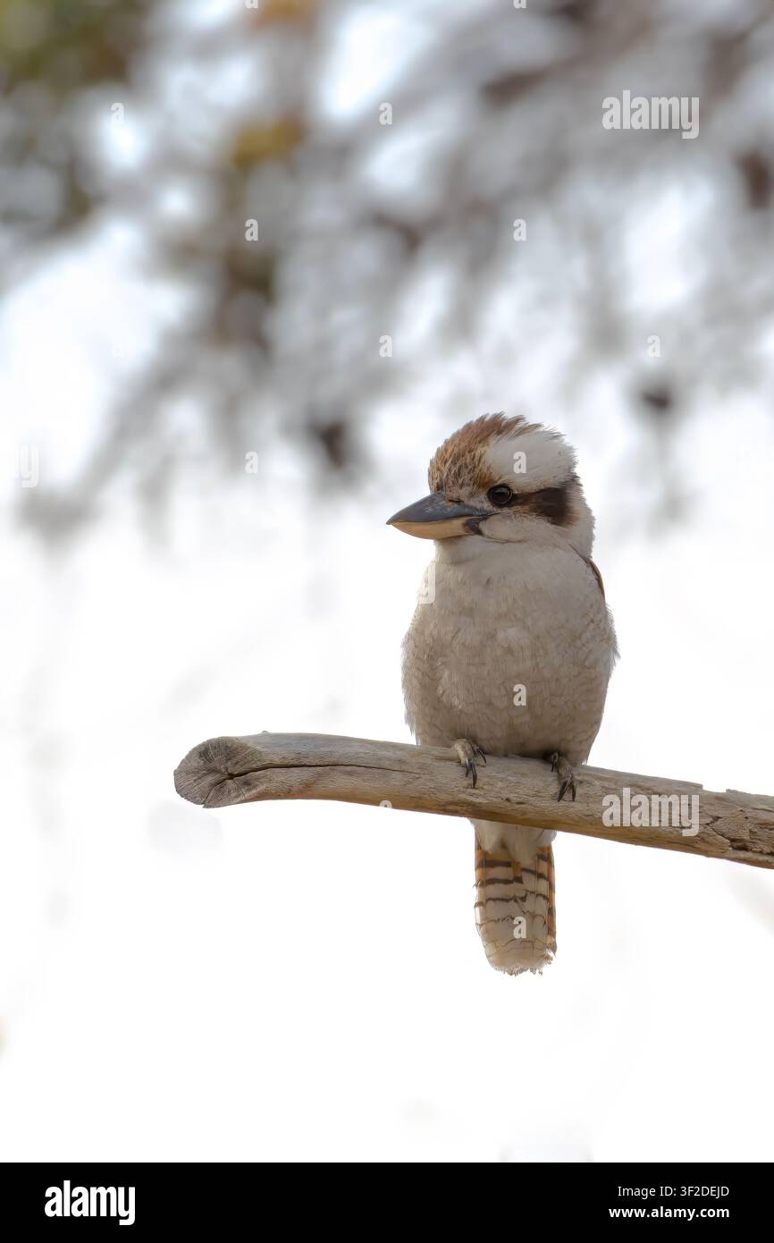Kookaburra on Branch Stock Photo