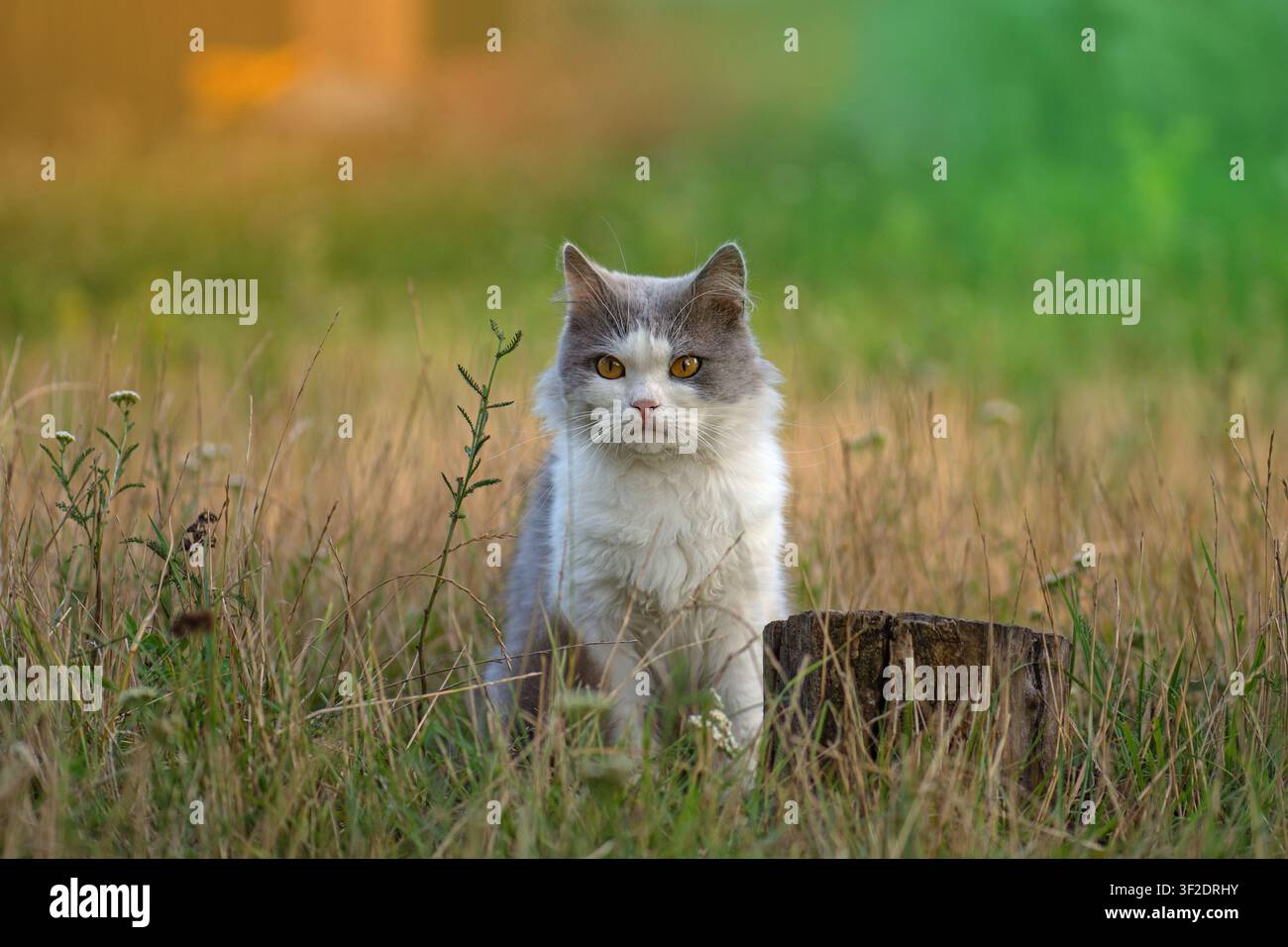 Pretty happy cat in sunny dried yellow fall field. Cat walk in fall dried grassy field. Stock Photo