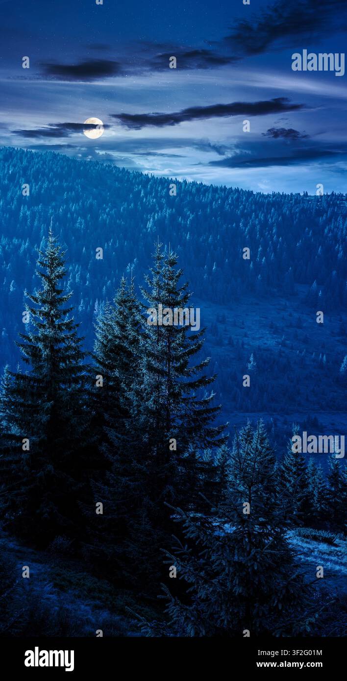 landscape with coniferous forest behind the meadow at night. full moon over nature background with carpathian mountains of ukraine. mysterious view of Stock Photo