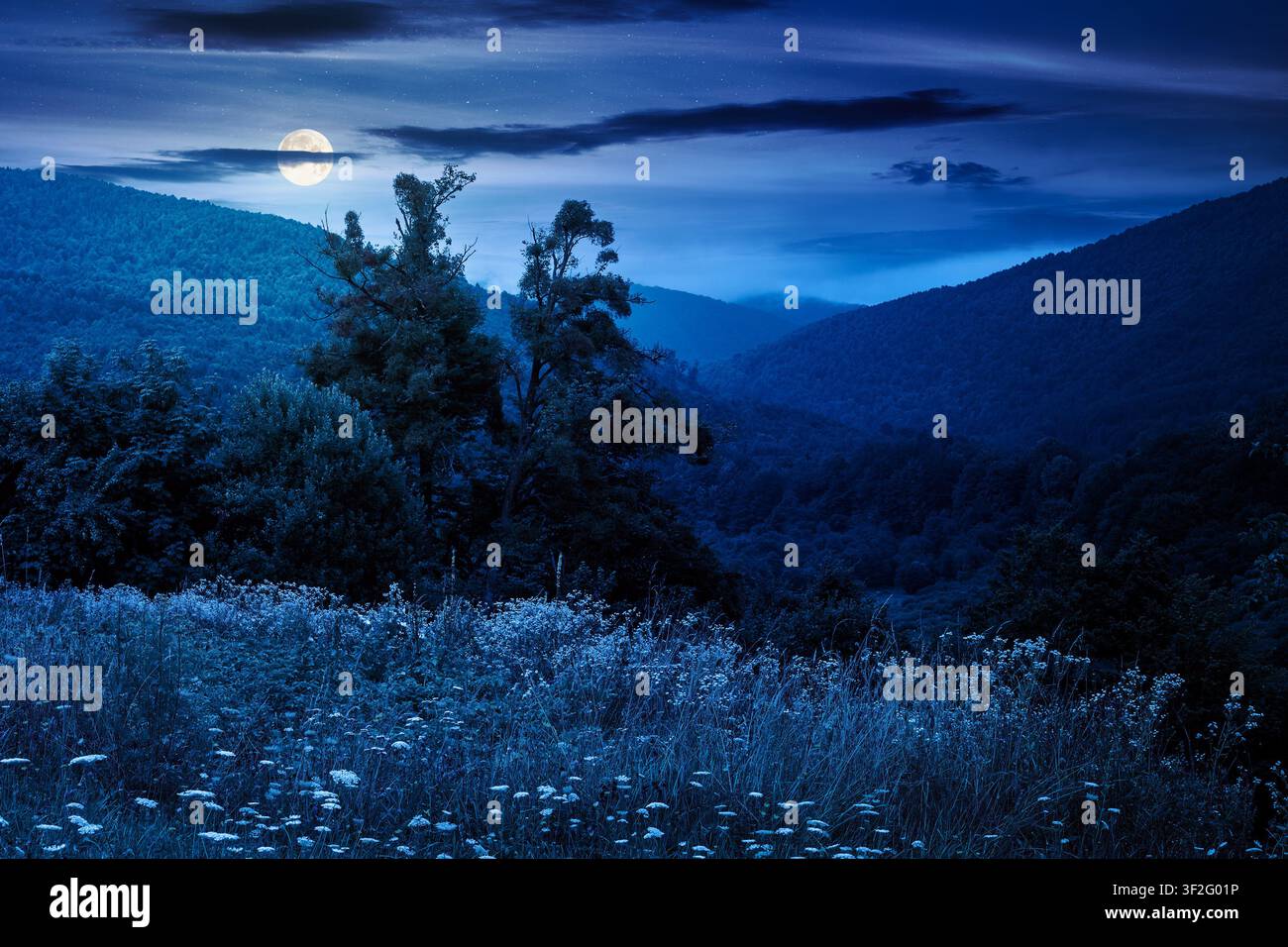 rural mountain landscape of ukraine at night. countryside scenery of transcarpathia in summer. forested hills and grassy meadows under dark sky in ful Stock Photo