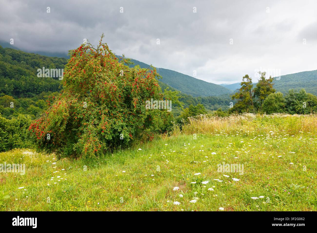 rural mountain landscape of ukraine. countryside scenery of transcarpathia in summer. sustainable living in green environment. forested hills and gras Stock Photo