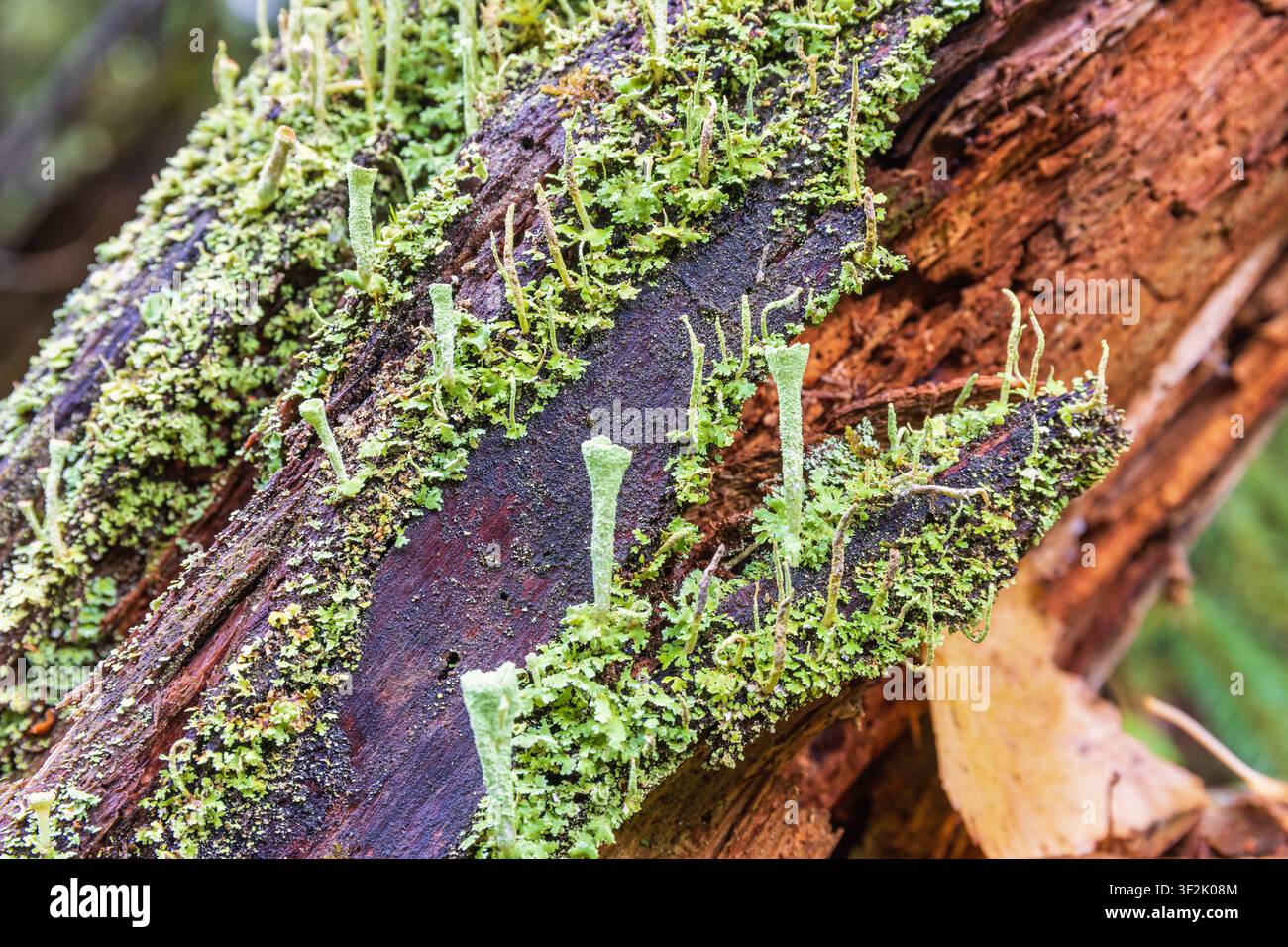 Trumpet cup lichen growing on a tree log Stock Photo