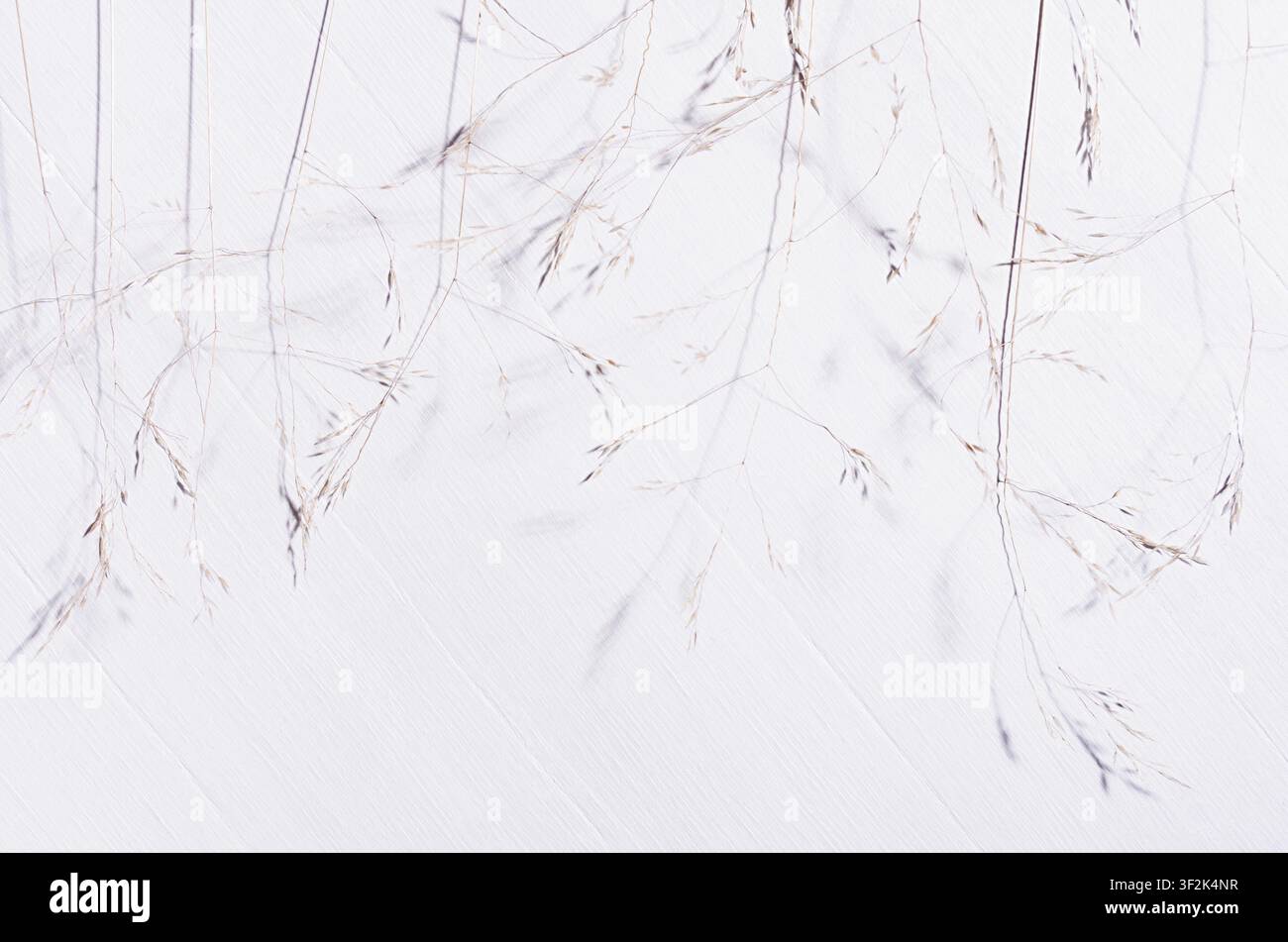 Elegant fracile dry fluffy grass straw on white wood board, top view, pattern. Stock Photo