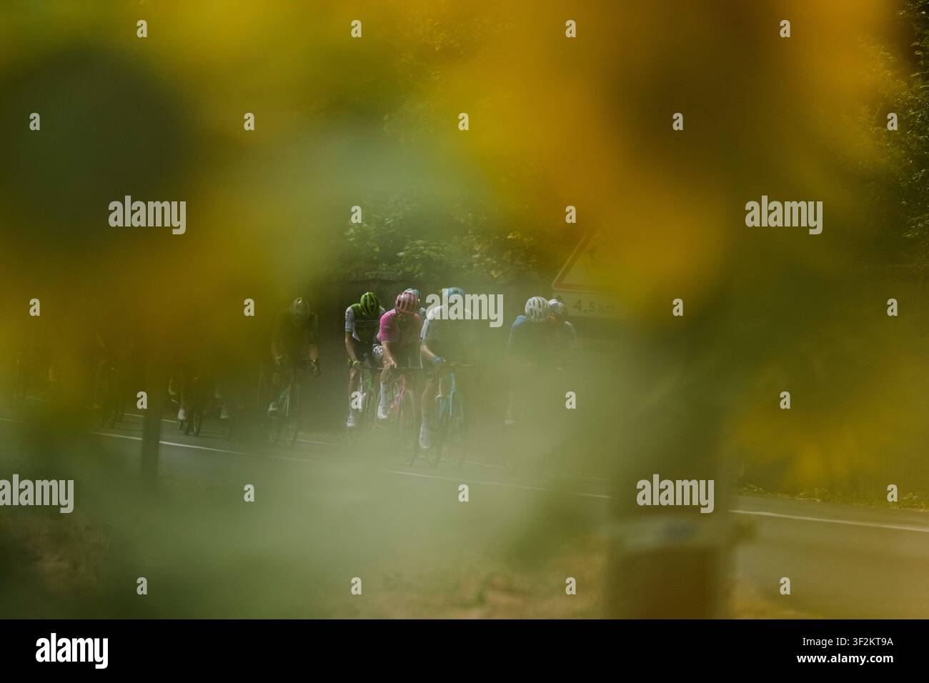 The Pack Rides During The Fifteenth Stage Of The Tour De France Cycling the-pack-rides-during-the-fifteenth-stage-of-the-tour-de-france-cycling