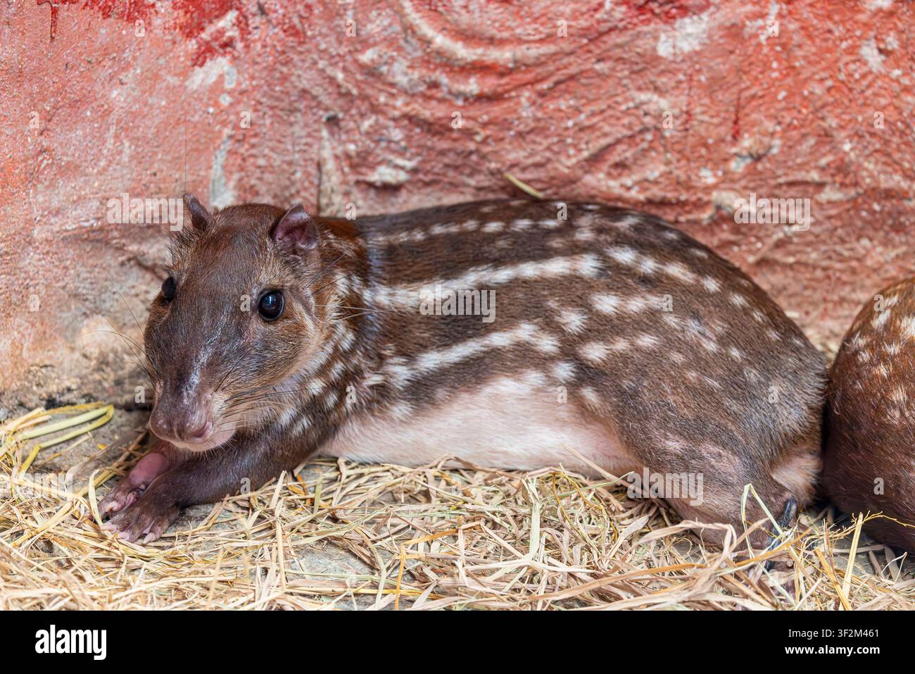 A Lowland Paca (Cuniculus paca) showing its brown coat and distinctive rows of white spots. Stock Photo