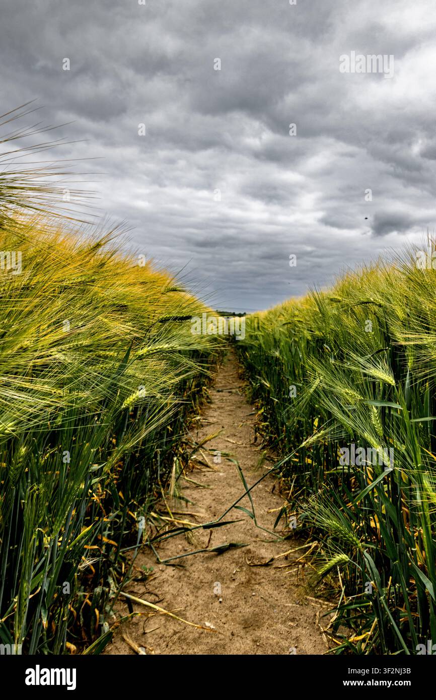 Dark clouds over the cornfield Stock Photo