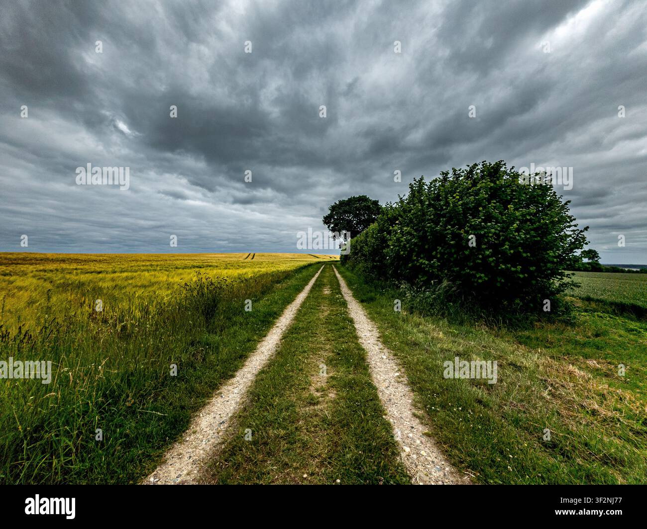 Dark clouds over the cornfield Stock Photo
