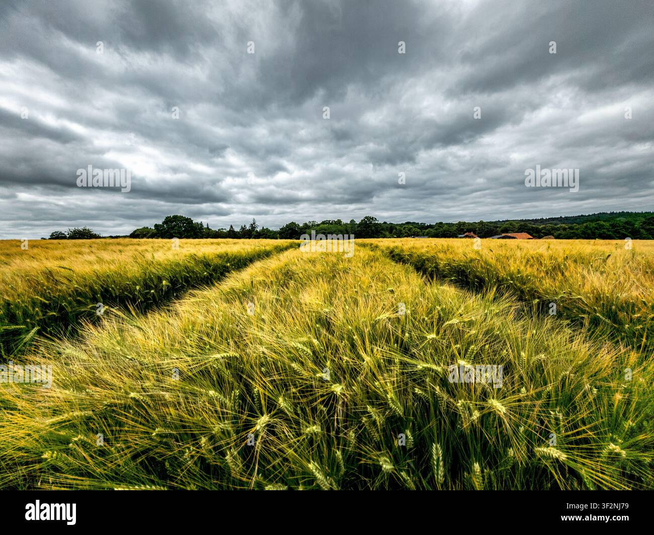 Dark clouds over the cornfield Stock Photo