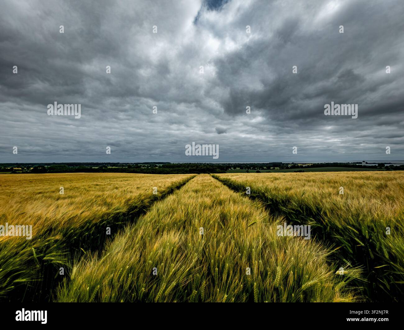 Dark clouds over the cornfield Stock Photo