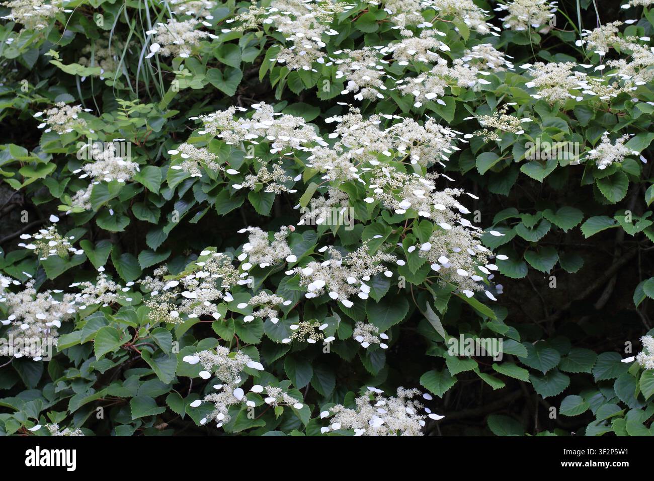 Japanese hydrangea vine Stock Photo