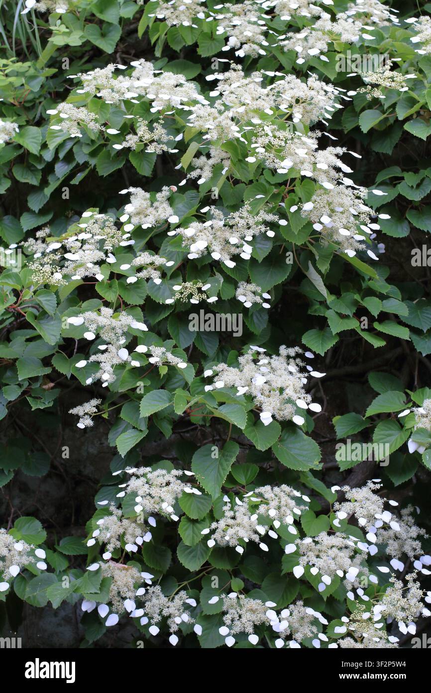 Japanese hydrangea vine Stock Photo