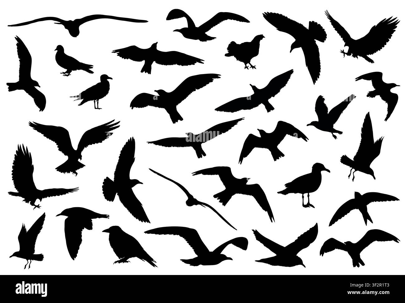 Set of detailed birds silhouettes isolated on white background. Vector illustration Stock Vector