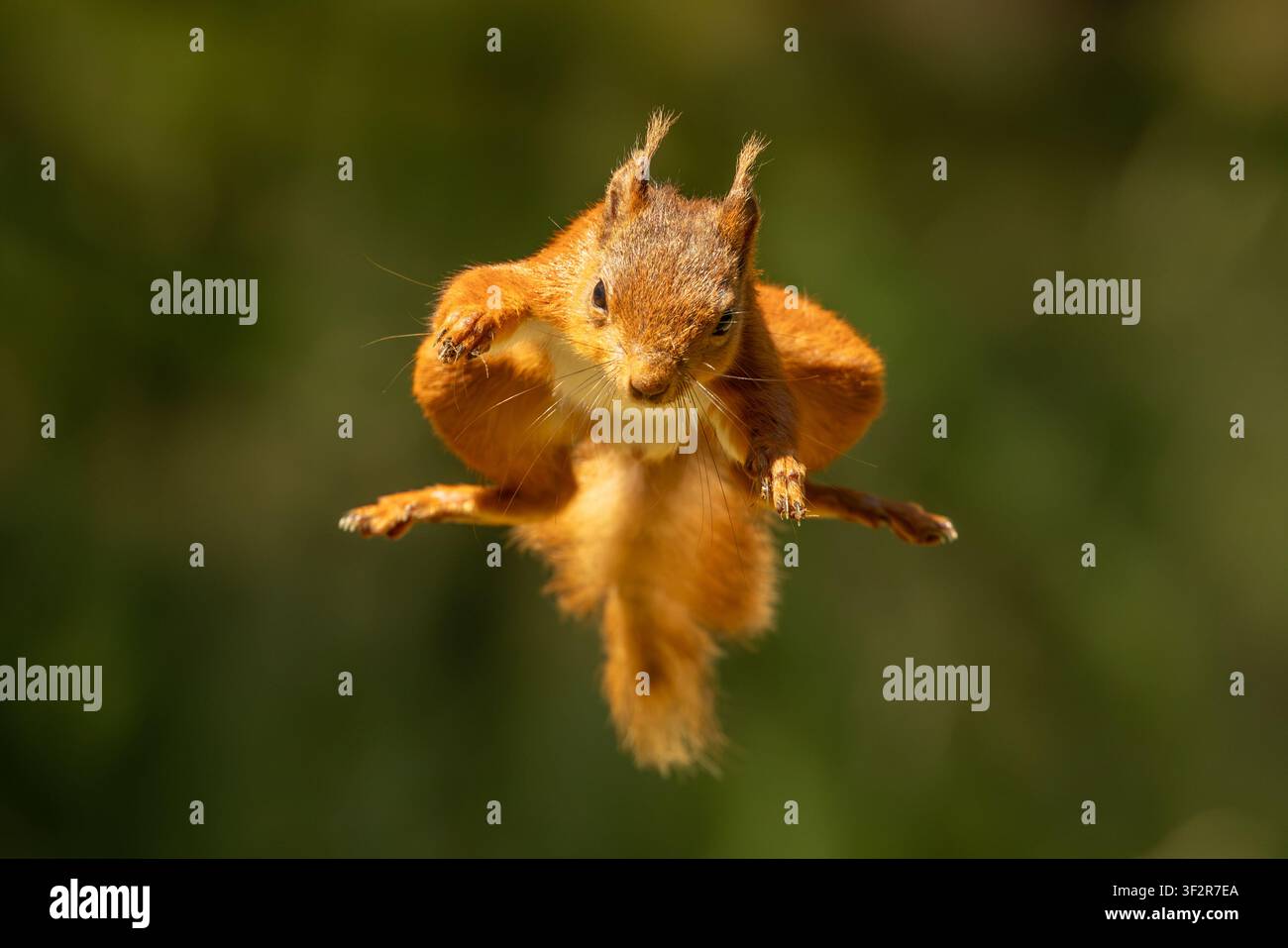 Red squirrel captured mid-air while jumping between branches in the United Kingdom, showing agility in a natural woodland habitat. Stock Photo