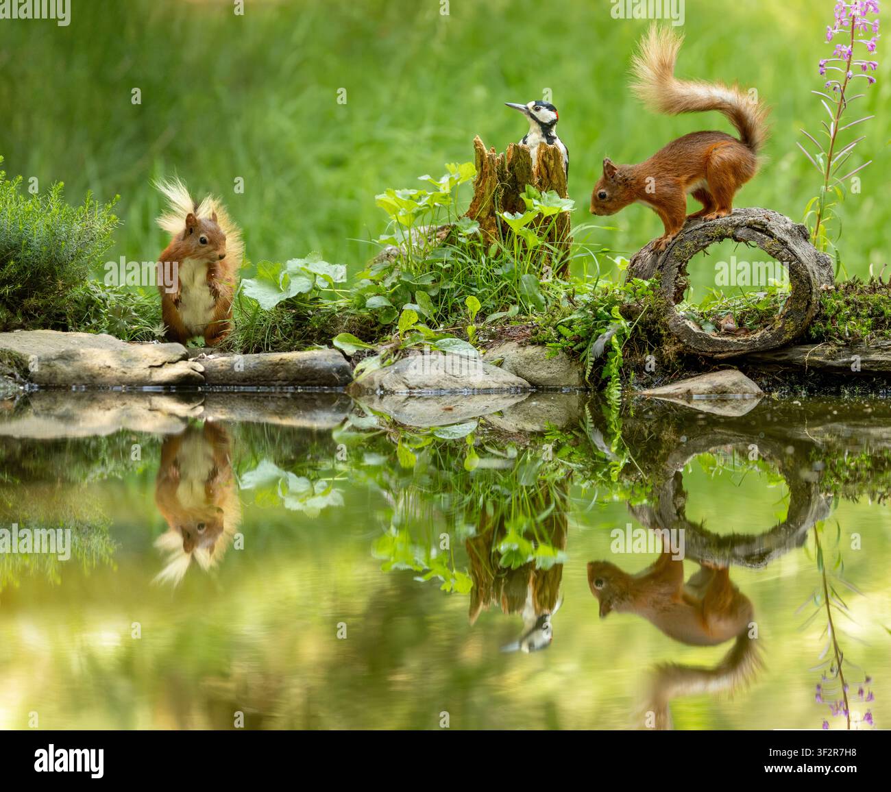 Red squirrel beside a woodland pool in the United Kingdom, with its reflection visible in calm water beneath natural surroundings. Stock Photo