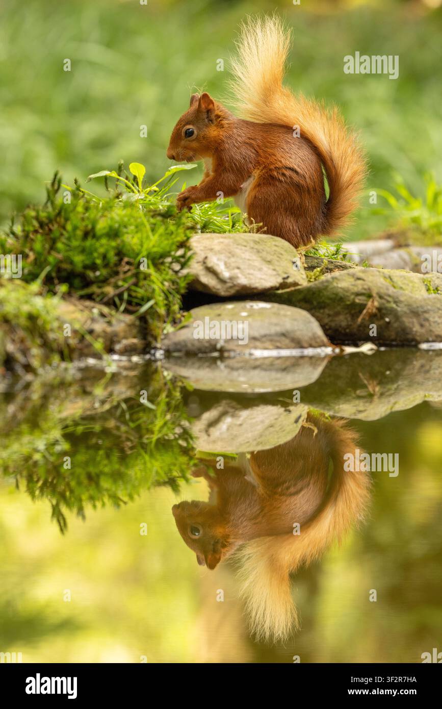 Red squirrel beside a woodland pool in the United Kingdom, with its reflection visible in calm water beneath natural surroundings. Stock Photo