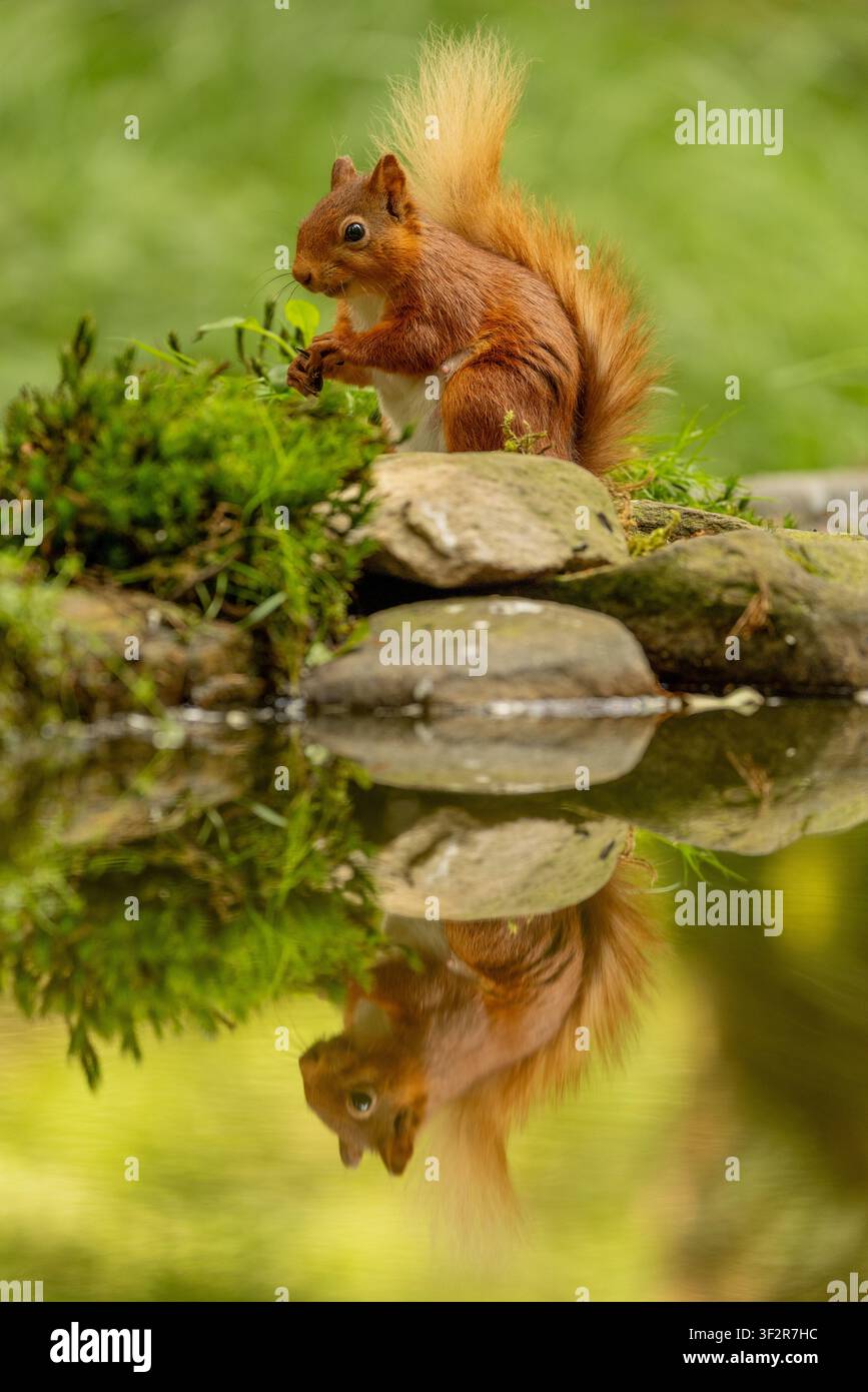 Red squirrel beside a woodland pool in the United Kingdom, with its reflection visible in calm water beneath natural surroundings. Stock Photo