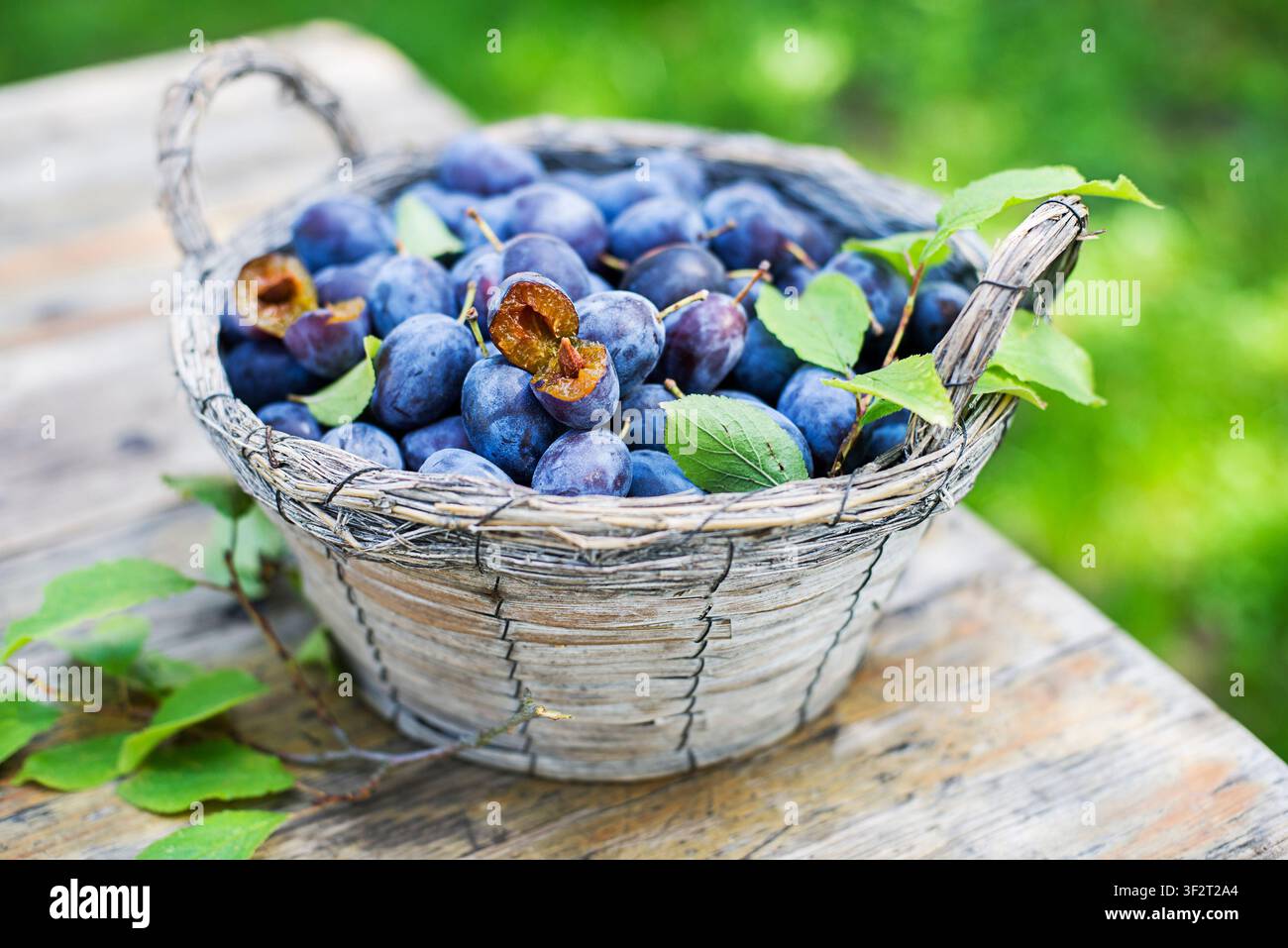 Basket with plums hi-res stock photography and images - Alamy