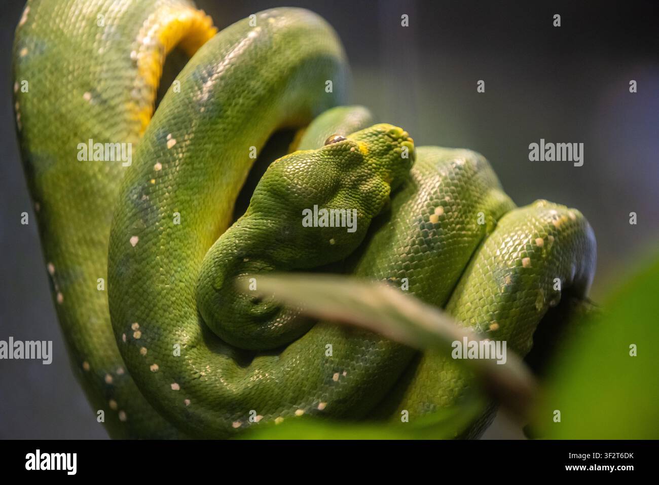 Green Tree Python in Tucson, Arizona Stock Photo
