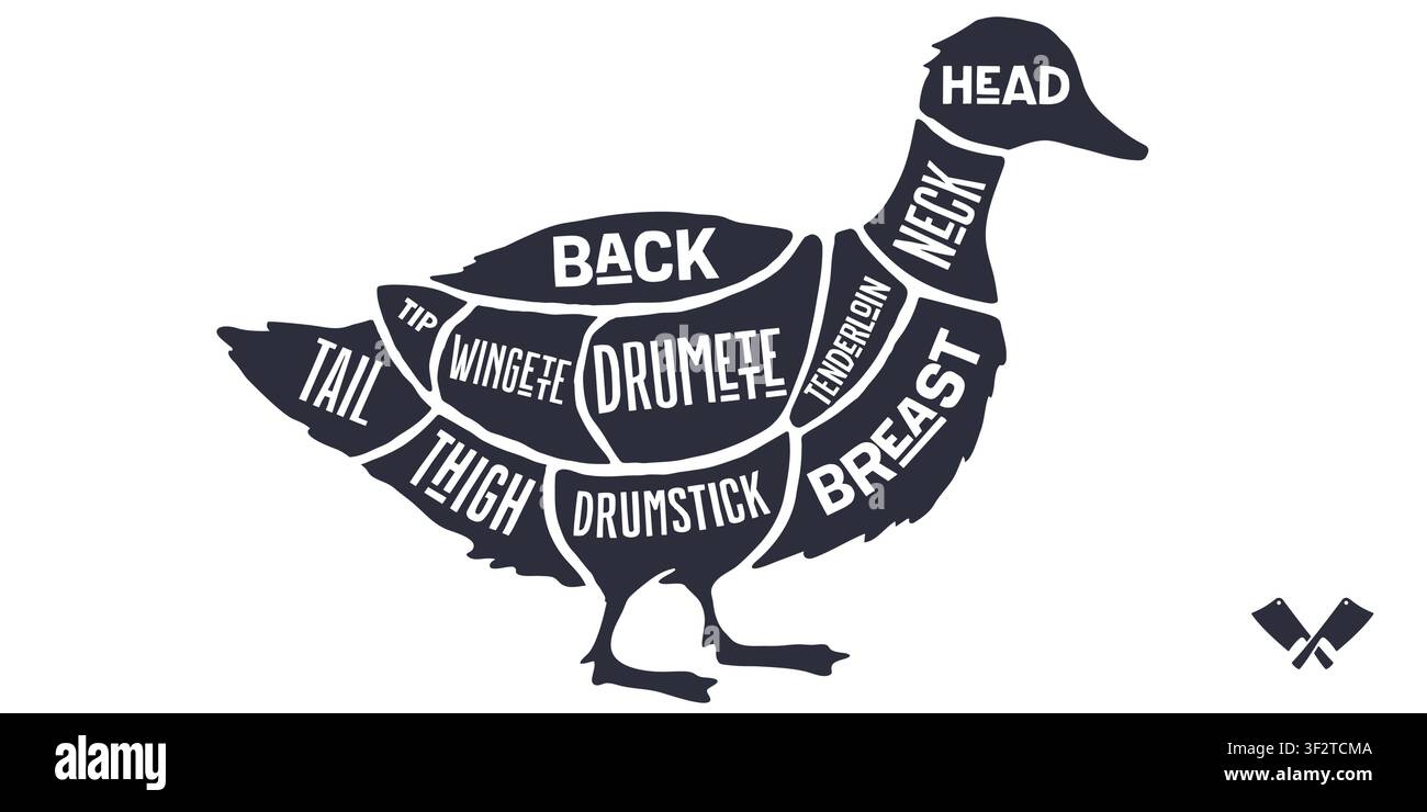 Duck, poultry, hand-drawn butcher cuts Stock Vector