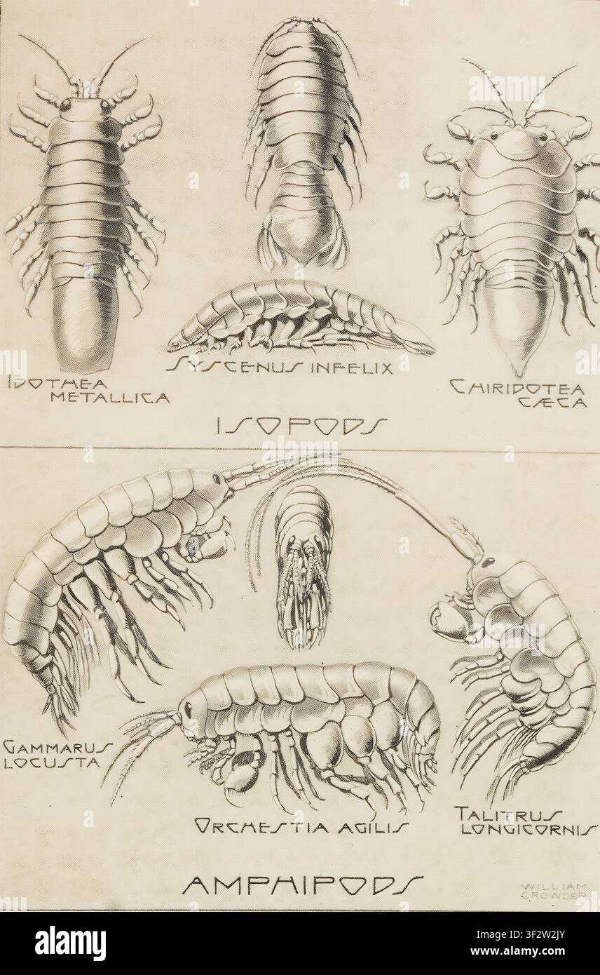 Vintage scientific illustration presenting various British