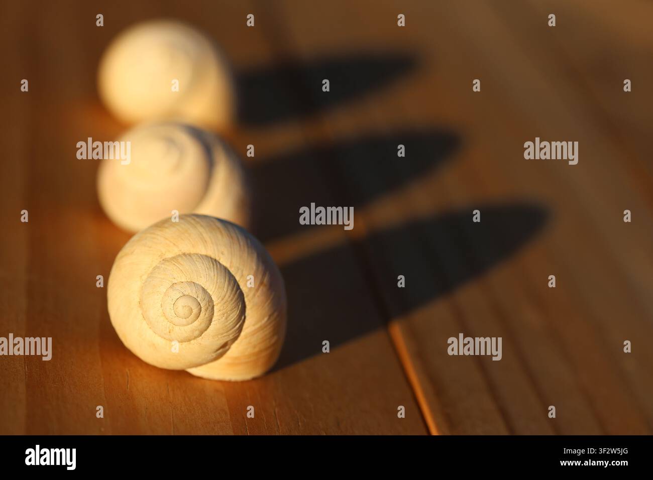 Three spiral snail shells arranged in a diagonal line casting long shadows on a wooden surface in warm sunlight Stock Photo
