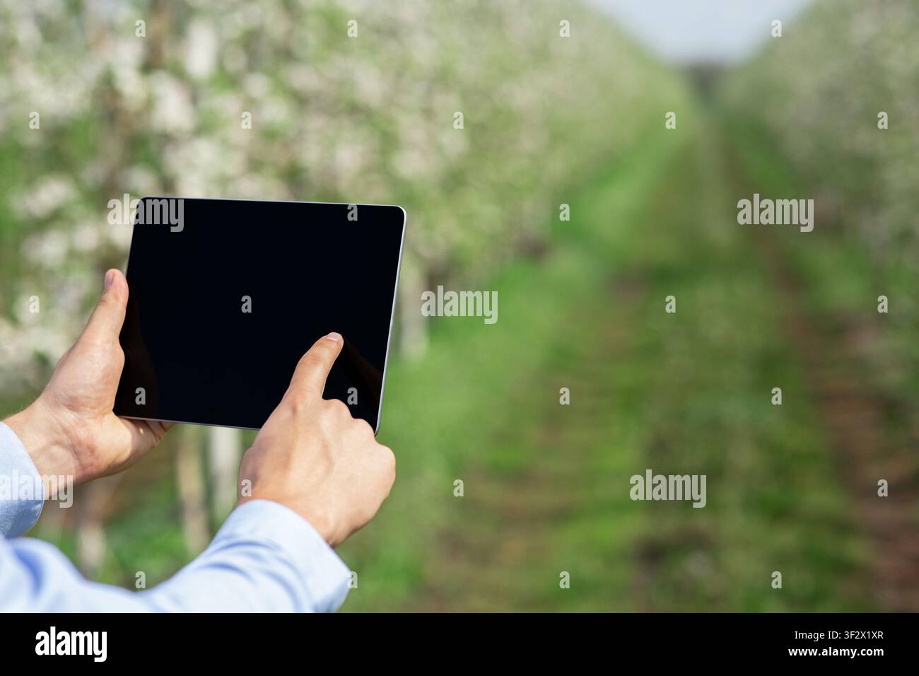 Farmer using digital tablet while inspecting blooming fruit trees in orchard Stock Photo