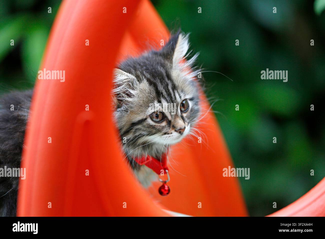 Norwegian Forest kitten, 9-week-old female playing on a slide. Stock Photo