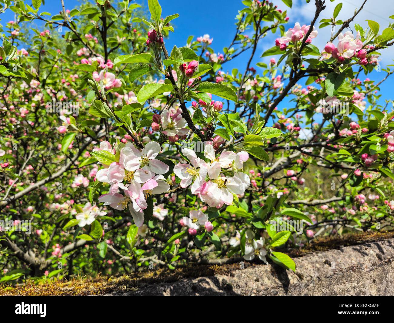 Apple blossom, the fragrant, delicate spring flowers of apple trees (Malus domestica), England, UK - Smartphone Captured Stock Image