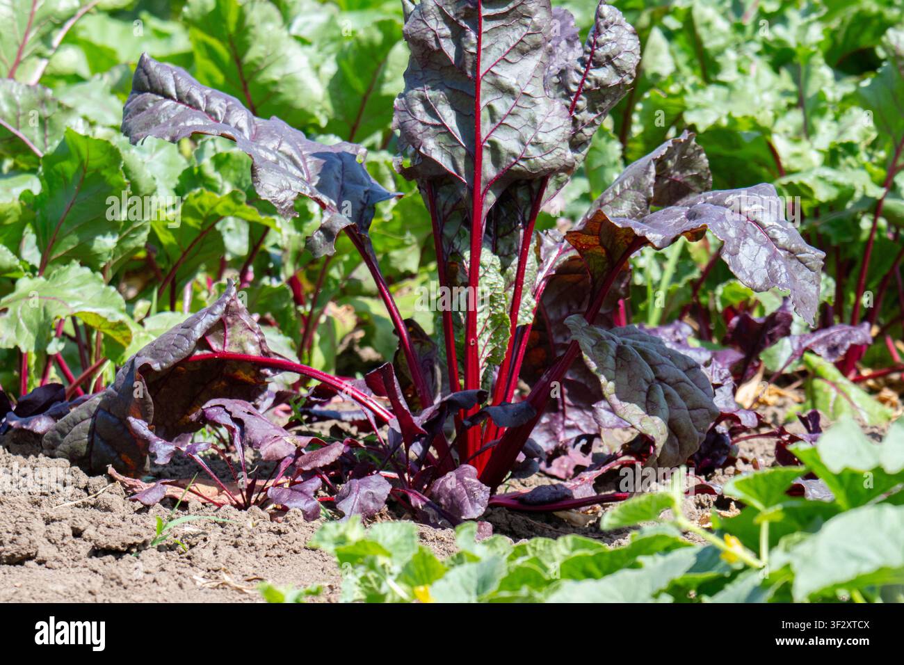 Young beetroot plants in a bed Stock Photo