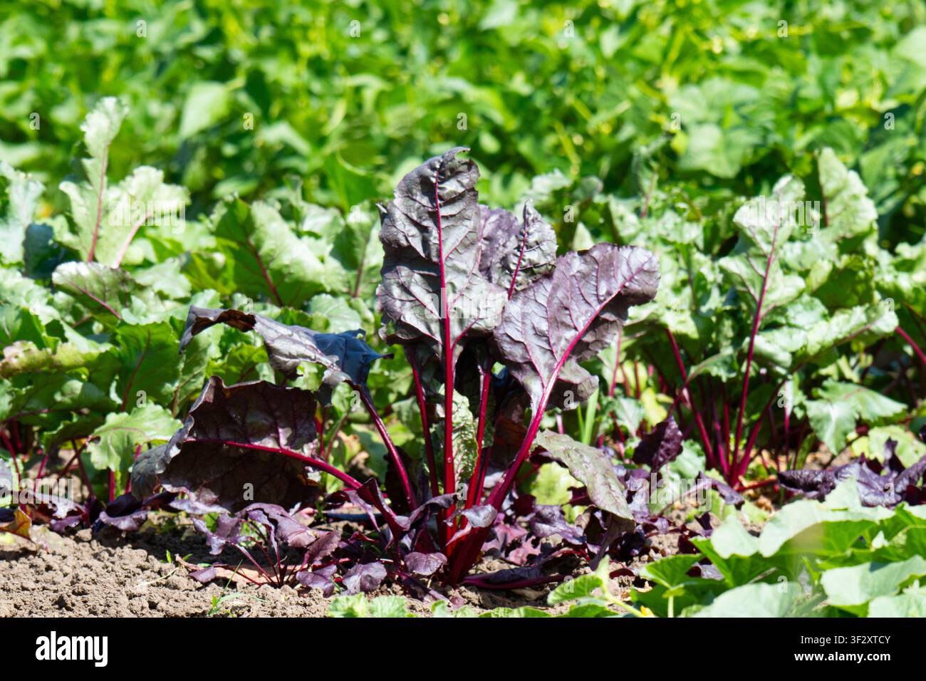 Young beetroot plants in a bed Stock Photo
