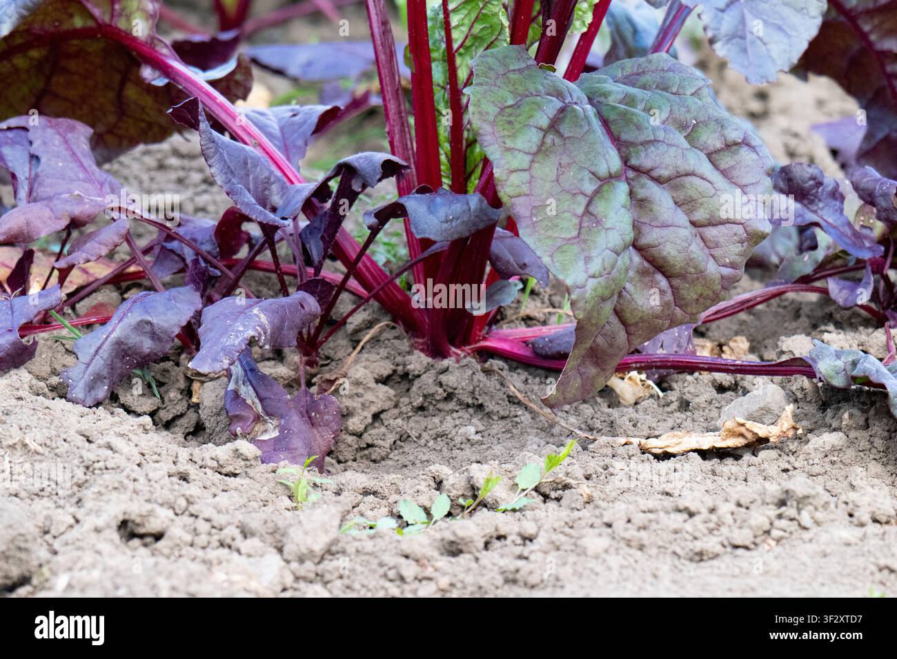 Young beetroot plants in a bed Stock Photo