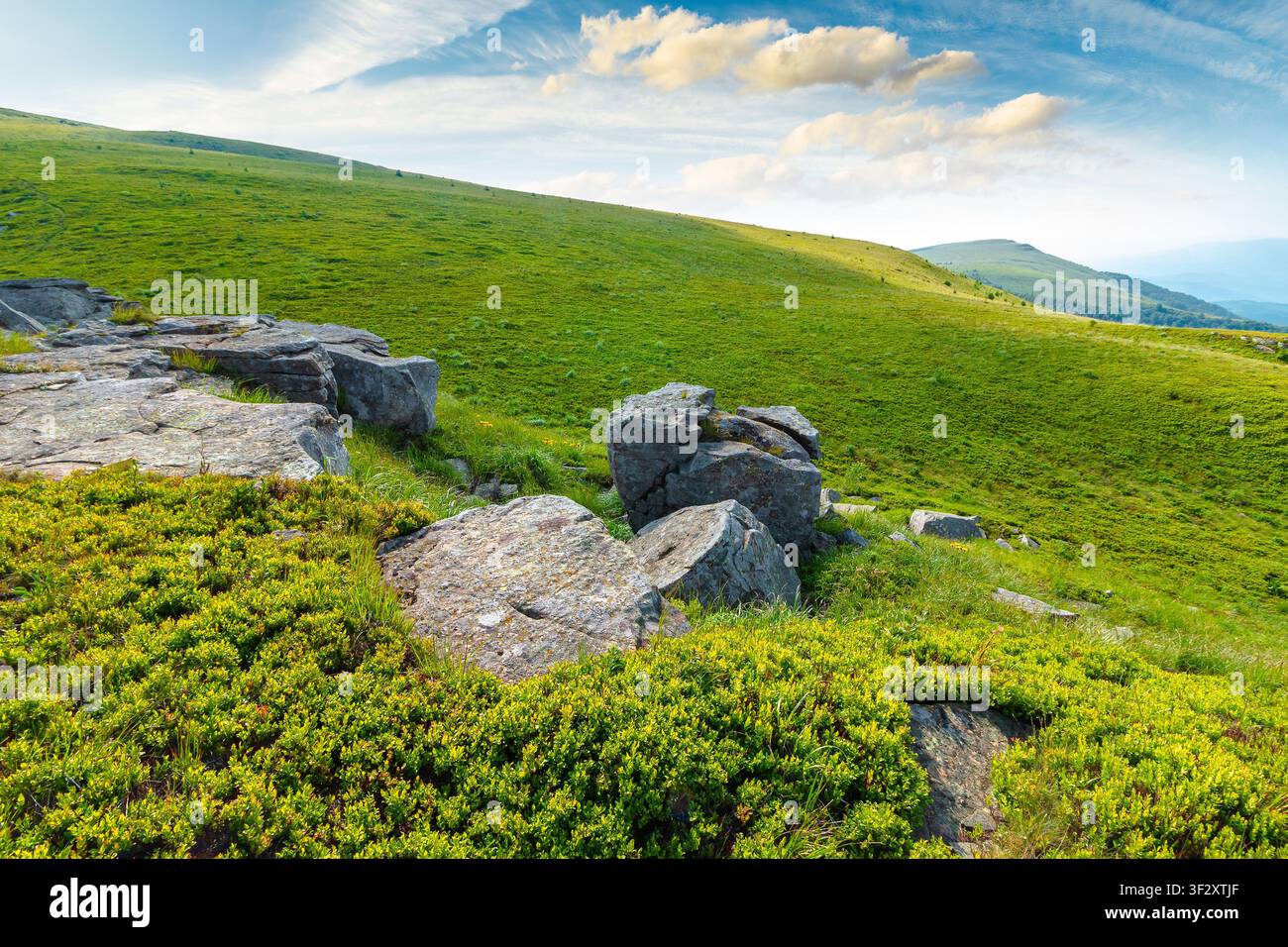 alpine meadow in summer nature. wild grass and grey rocks in carpathian landscape. mountain scenery of perechyn district, ukraine on a sunny day Stock Photo
