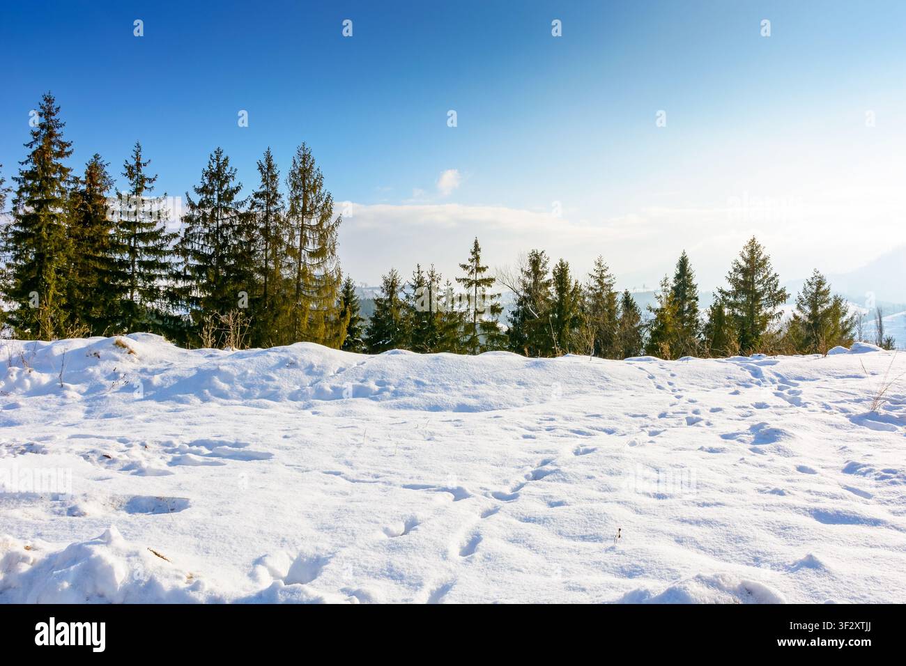 carpathian mountain landscape in winter. spruce forest on the snow covered hill. mountain scenery of ukraine on a cold sunny day. transcarpathia regio Stock Photo