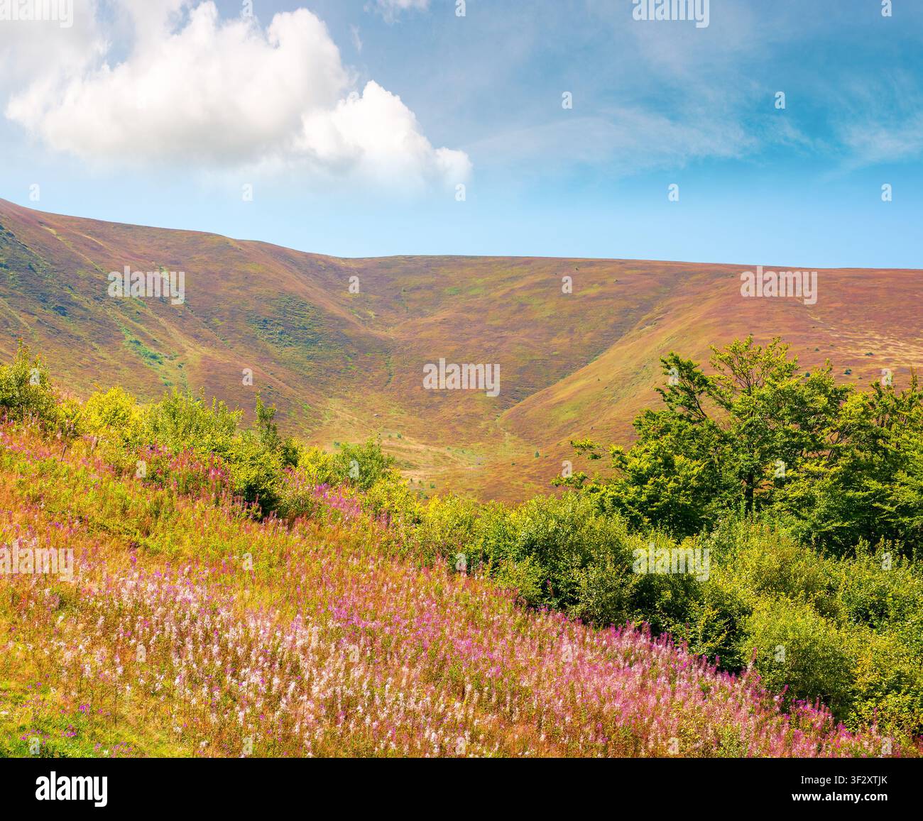 carpathian mountain landscape. travel ukraine in summer. colorful slopes of borzhava mountain ridge in august. wonderful carpathian adventure Stock Photo
