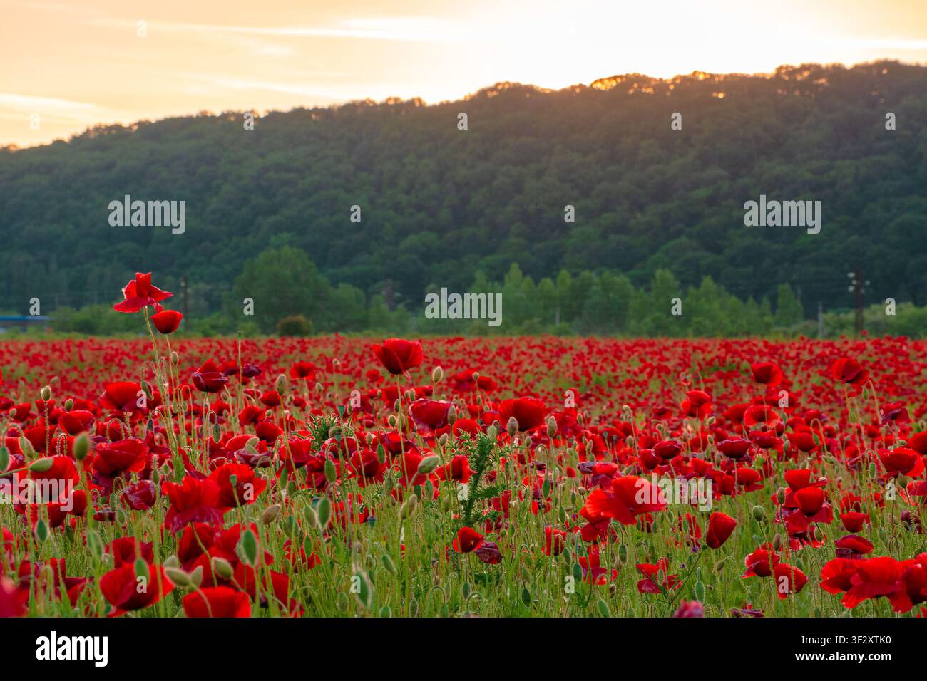 red poppy field at dusk. countryside summer landscape of transcarpathia. red blooming flowers in the rural valley Stock Photo