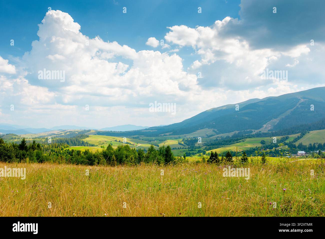 countryside mountain landscape in summer. lush grassy pasture on a hill near forest. rural outdoor adventure background. alpine highland of ukraine on Stock Photo